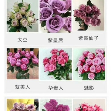 彩玫瑰