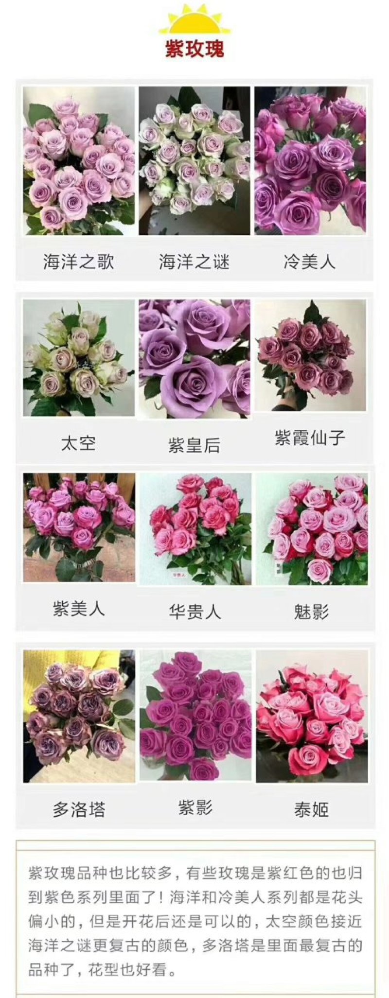 彩玫瑰