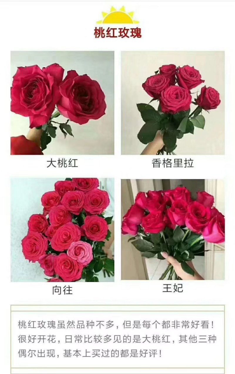 彩玫瑰