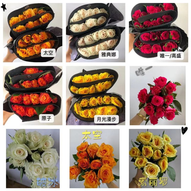 彩玫瑰