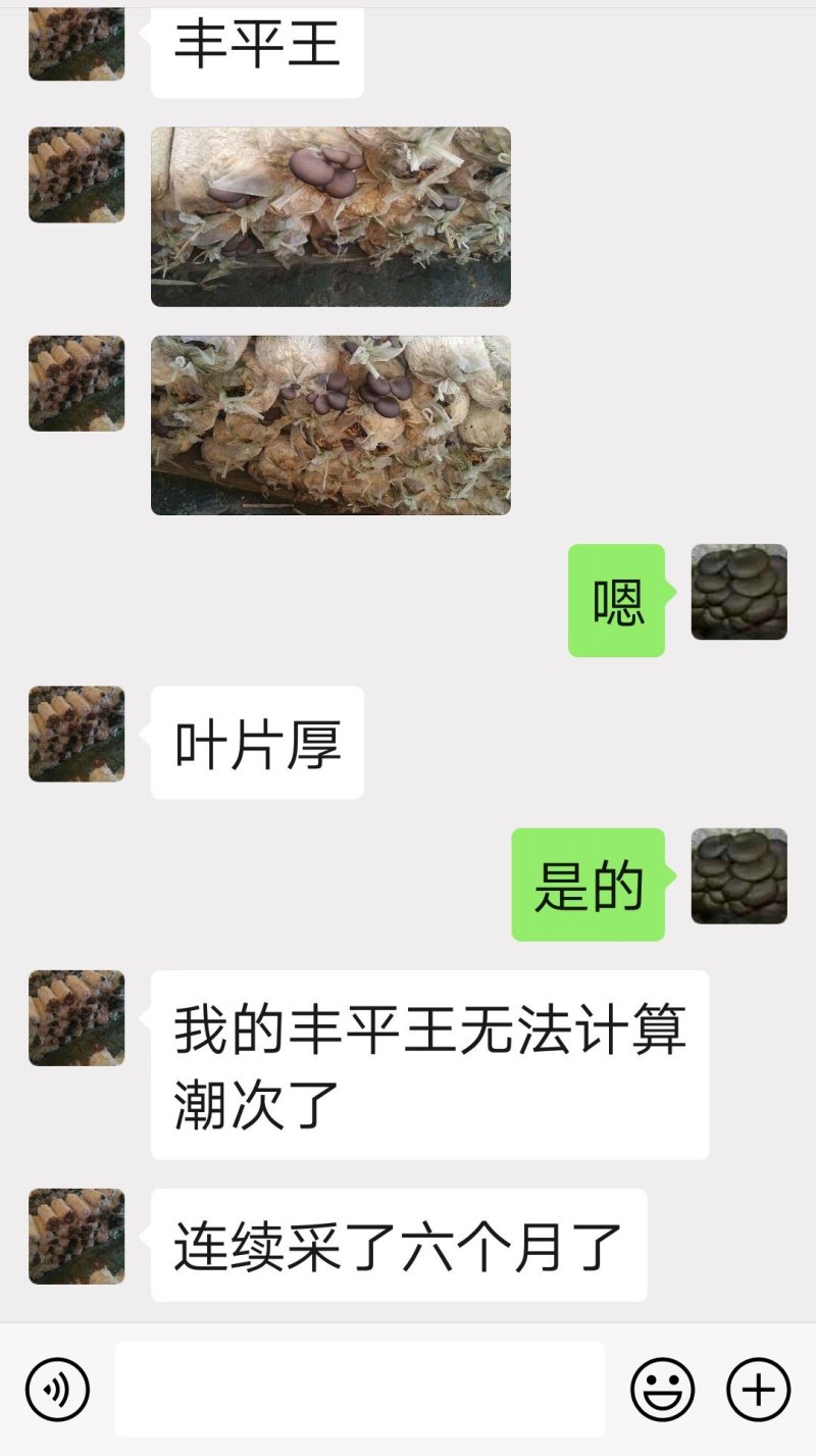 平菇菌种高产抗病‘丰平王’，母种，原种栽培种