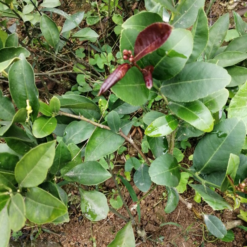 香水柠檬树苗嫁接苗带叶子发货包正宗广西苗圃发货