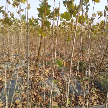 法桐苗速生法桐小树苗基地大量优质供应绿化苗