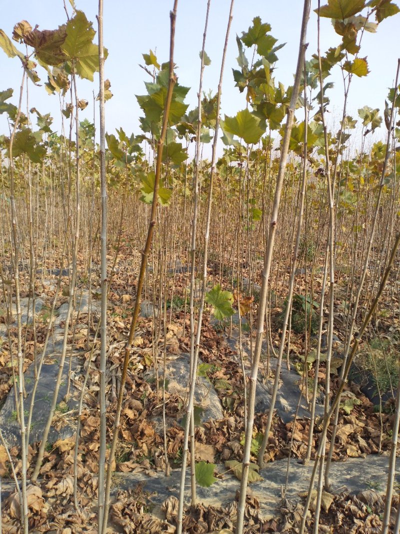 法桐苗速生法桐小树苗基地大量优质供应绿化苗