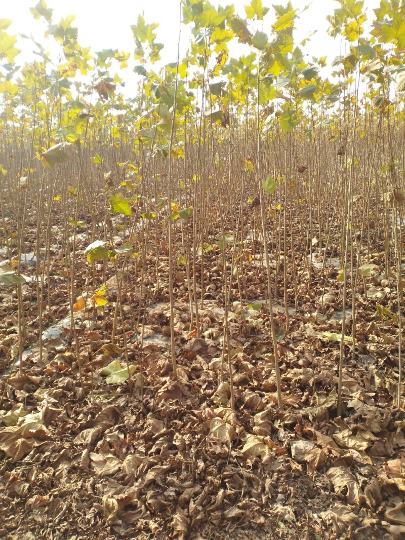 法桐苗速生法桐小树苗基地大量优质供应绿化苗