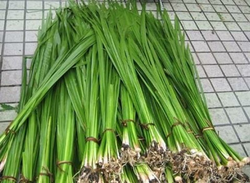 水生植物，苦草，千屈菜，睡莲
