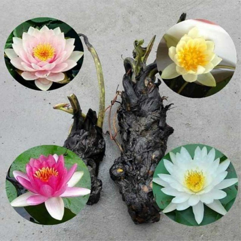 水生植物，苦草，千屈菜，睡莲