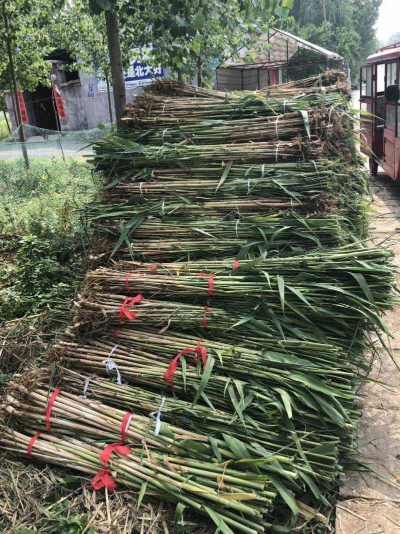 水生植物，苦草，千屈菜，睡莲