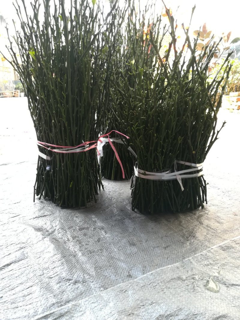 不知火枝条(丑柑枝条)，老熟鲜枝供应，每袋1斤装