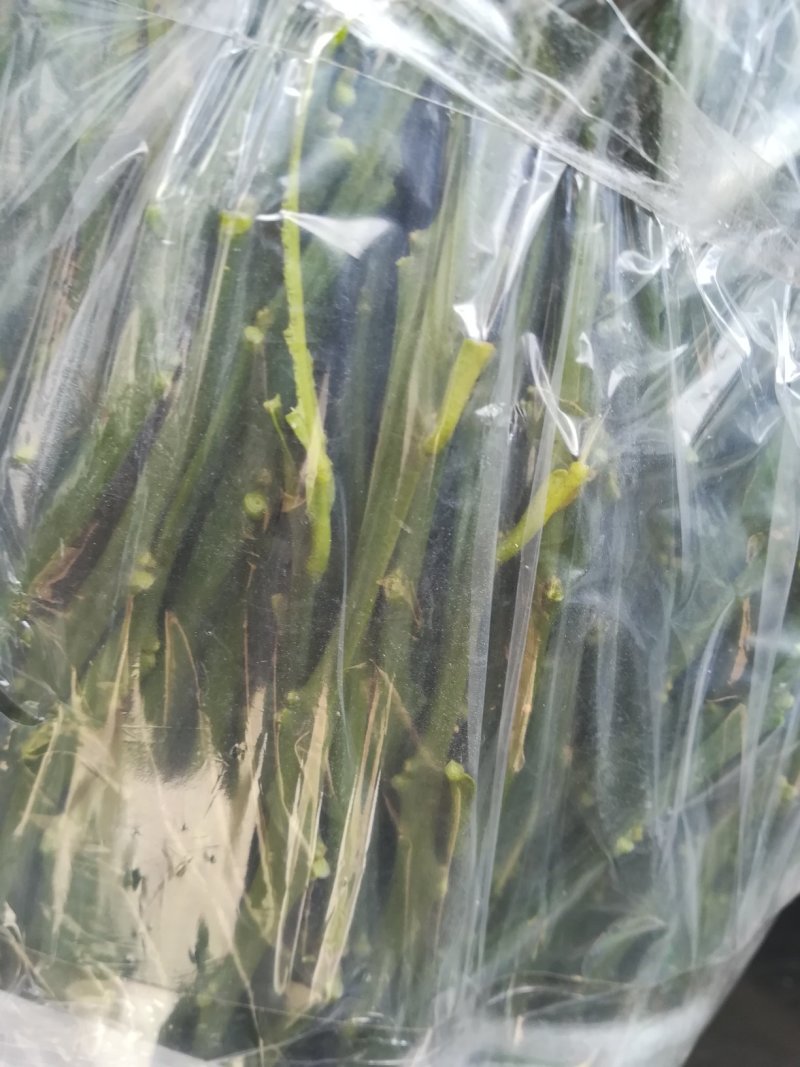 大雅柑枝条，老熟鲜枝供应，芽囗饱满，每袋净重1斤