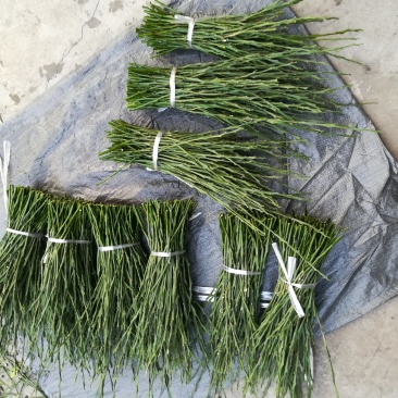 大雅柑枝条，老熟鲜枝供应，芽囗饱满，每袋净重1斤