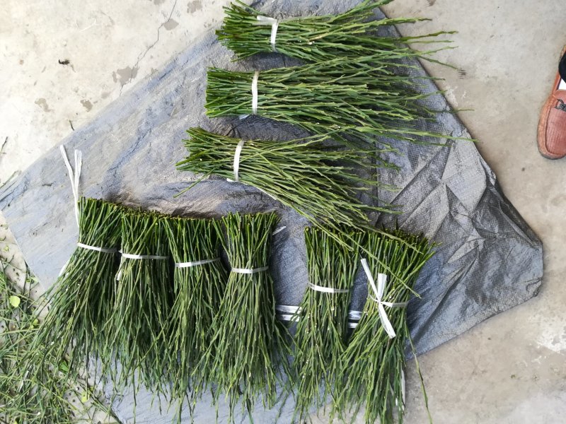 大雅柑枝条，老熟鲜枝供应，芽囗饱满，每袋净重1斤