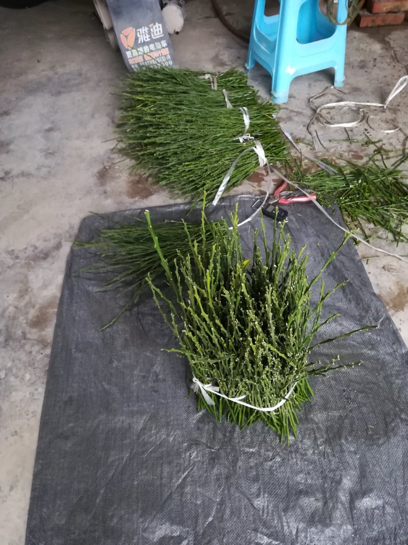 大雅柑枝条，老熟鲜枝供应，芽囗饱满，每袋净重1斤