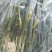 春见枝条，耙耙柑枝条选用老熟秋稍，芽条饱满，出芽快