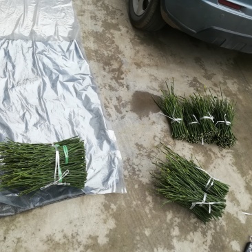 春见枝条，耙耙柑枝条选用老熟秋稍，芽条饱满，出芽快