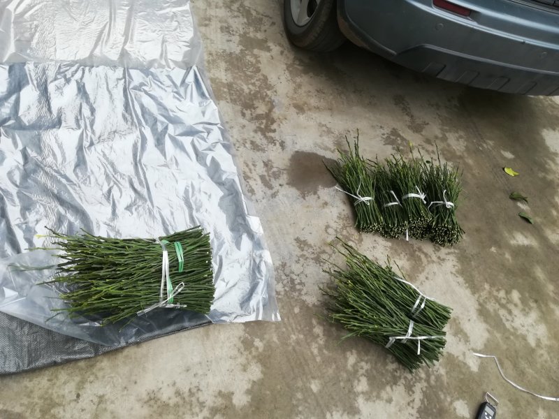 春见枝条，耙耙柑枝条选用老熟秋稍，芽条饱满，出芽快
