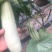 【精品】羊角蜜甜瓜，七八两到一斤半左右可供电商，微商