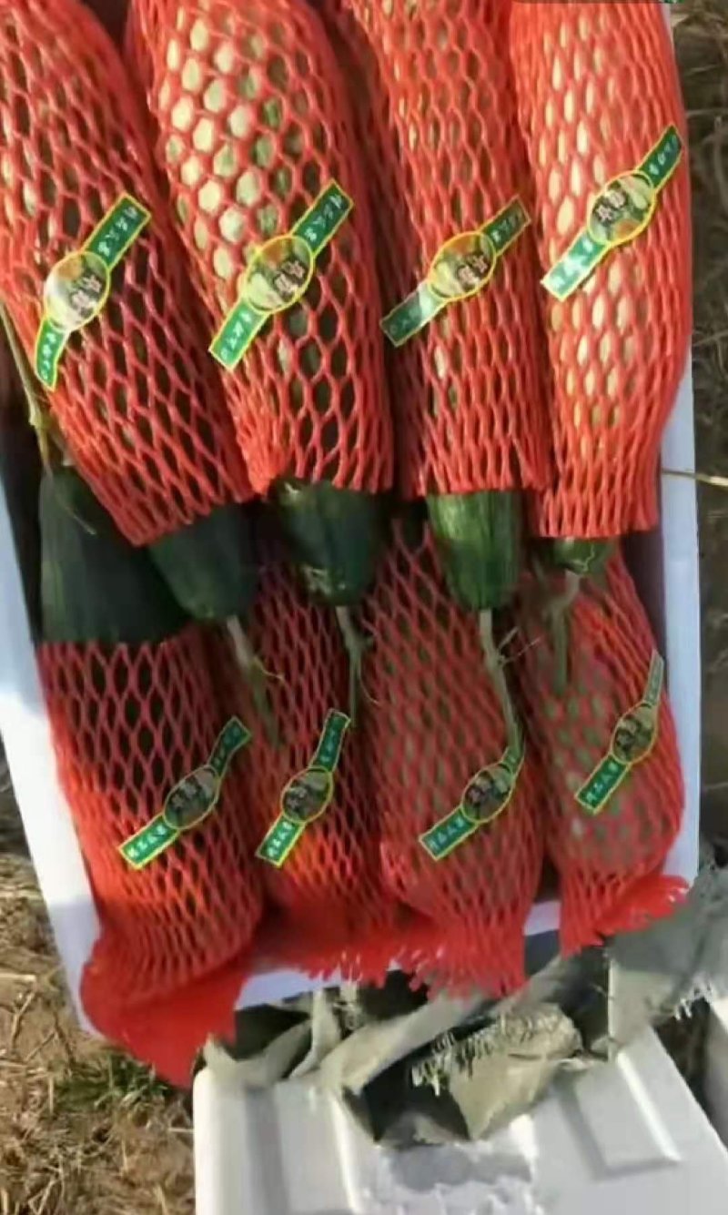 【精品】羊角蜜甜瓜，七八两到一斤半左右可供电商，微商