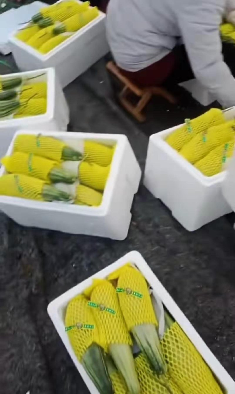 【精品】羊角蜜甜瓜，七八两到一斤半左右可供电商，微商