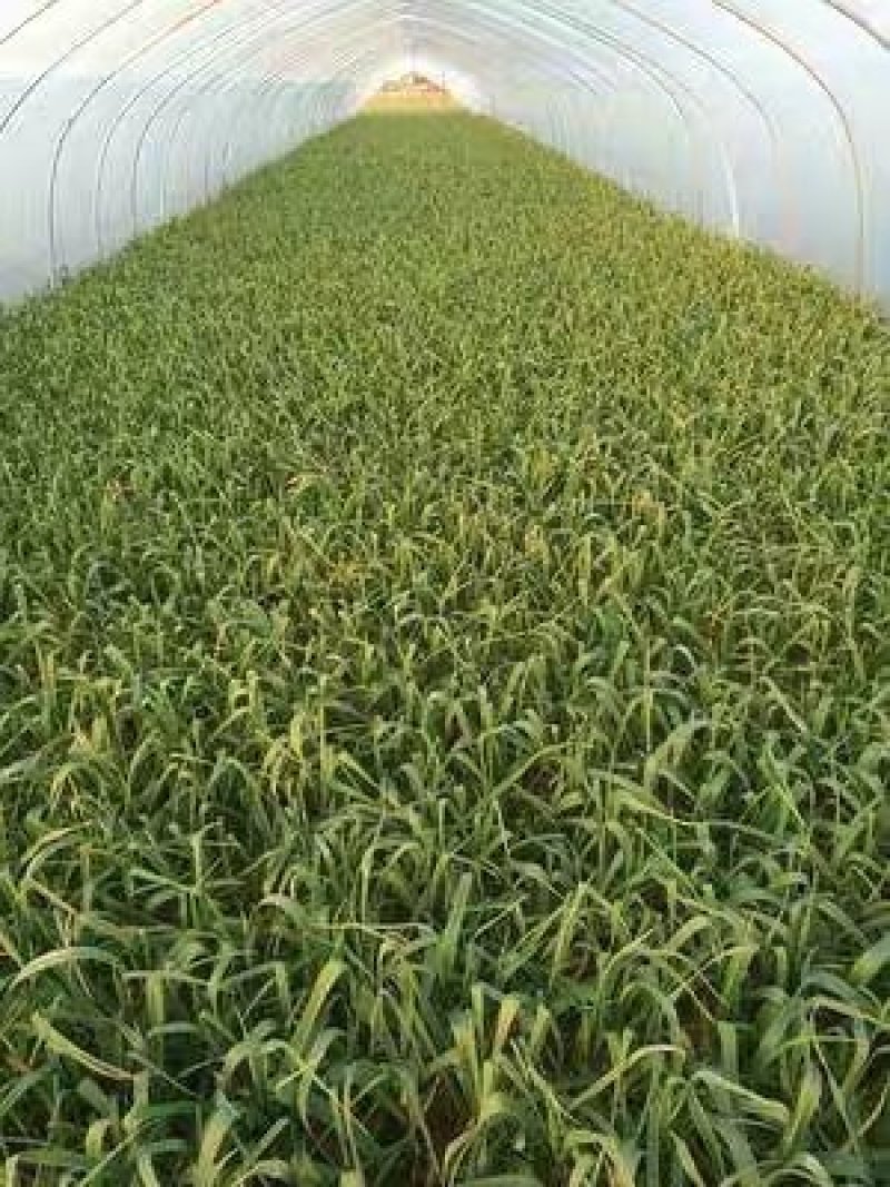 四川蔬菜基地直供蒜苗红根新鲜应季简阳红苗