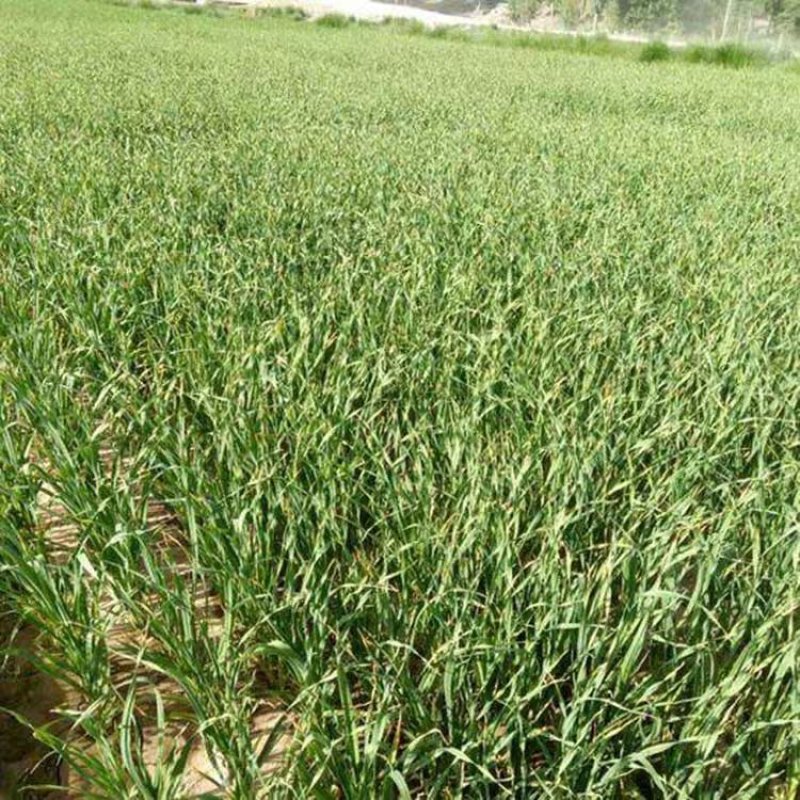 四川蔬菜基地直供蒜苗红根新鲜应季简阳红苗
