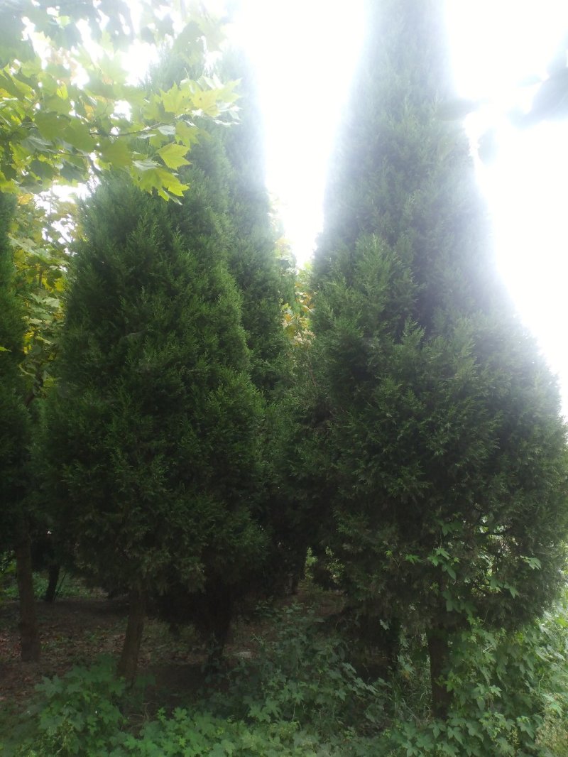 蜀桧柏树桧柏基地大量批发供应绿化隔离区用苗