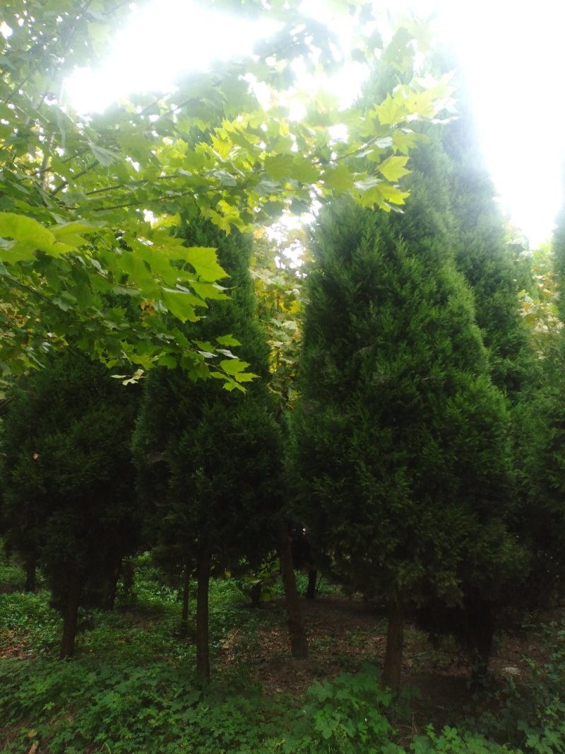 蜀桧柏树桧柏基地大量批发供应绿化隔离区用苗