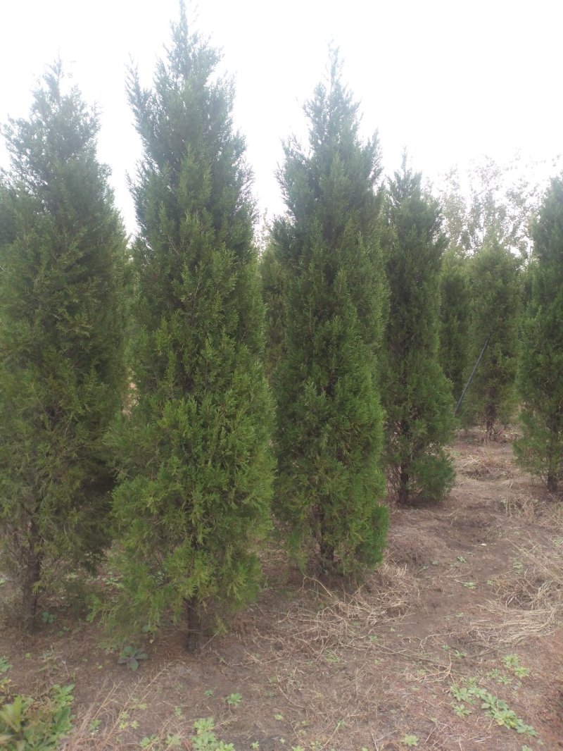蜀桧柏树桧柏基地大量批发供应绿化隔离区用苗