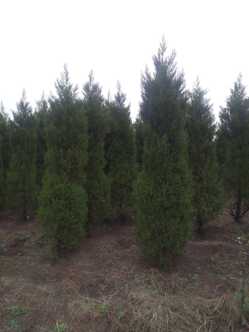 蜀桧柏树桧柏基地大量批发供应绿化隔离区用苗