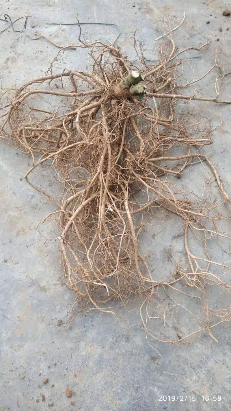 广西山豆根苗，杯苗山豆根苗，育苗基地一手货源批发