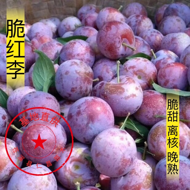 脆红李子树苗技术免费/脆甜/离核/晚熟包邮