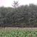 红豆杉，地苗，大量有货，需要的联系