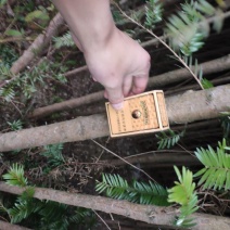 红豆杉，地苗，大量有货，需要的