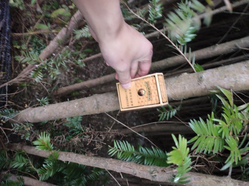 红豆杉，地苗，大量有货，需要的联系