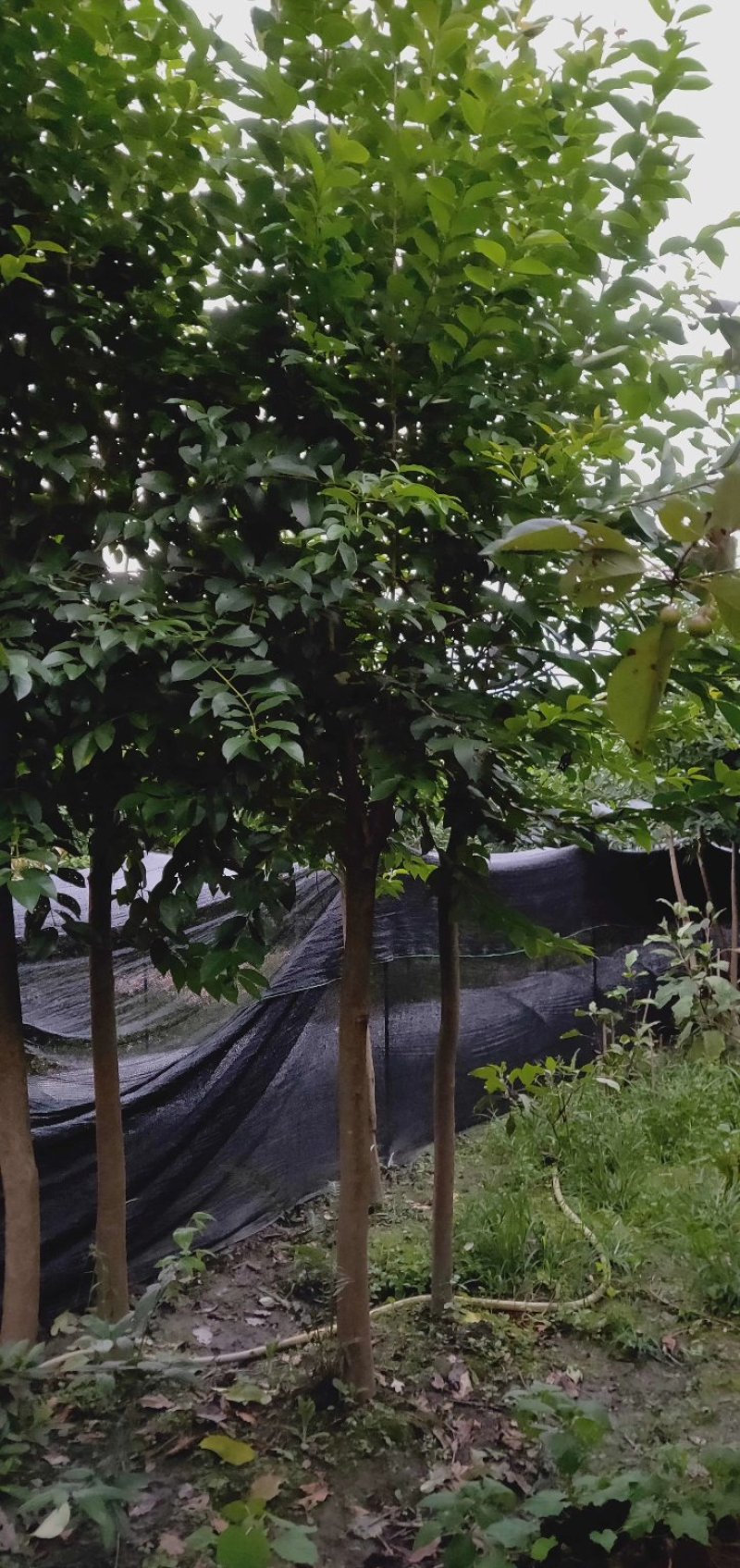 大叶女贞，高杆女贞，四川成都大叶女贞基地出售批发价格
