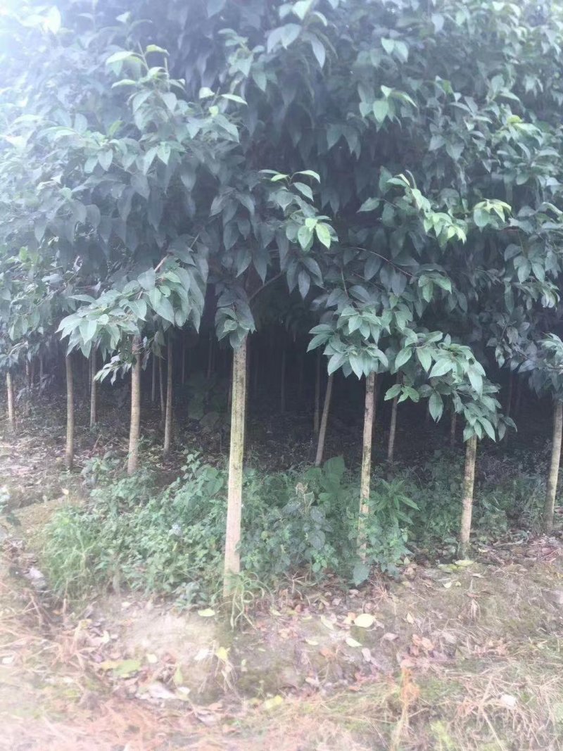 大叶女贞，高杆女贞，四川成都大叶女贞基地出售批发价格