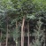 大叶女贞，高杆女贞，四川成都大叶女贞基地出售批发价格