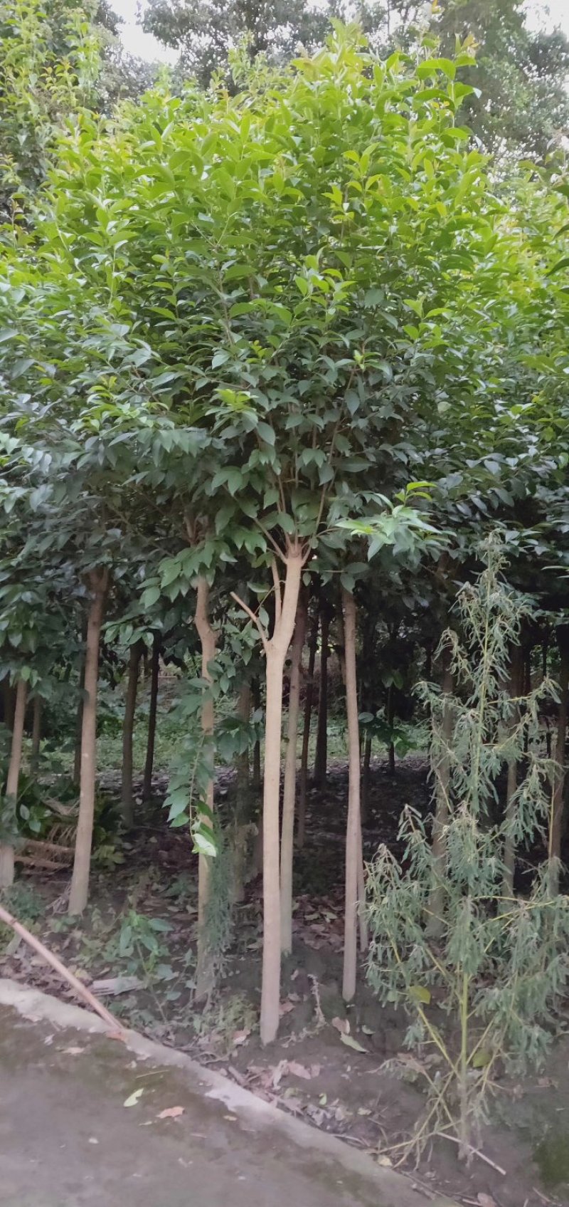 大叶女贞，高杆女贞，四川成都大叶女贞基地出售批发价格