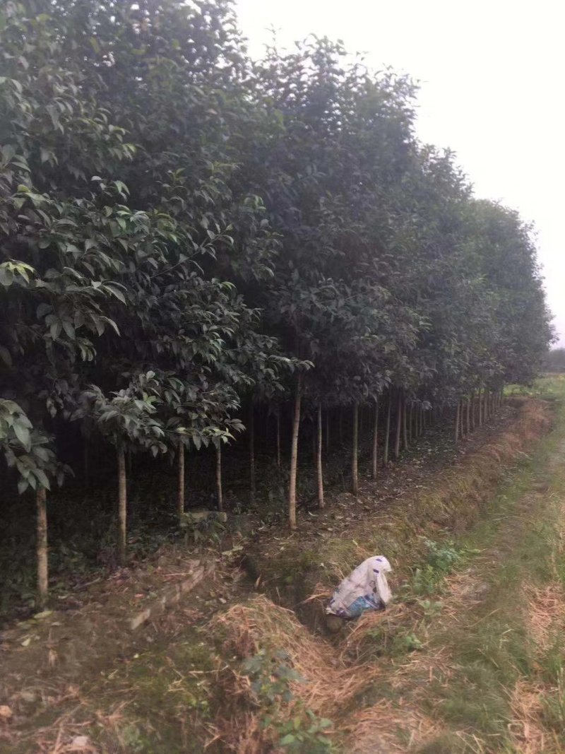 大叶女贞，高杆女贞，四川成都大叶女贞基地出售批发价格
