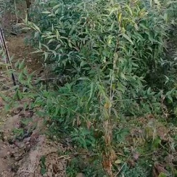 巴达木树苗，美国大杏仁树苗