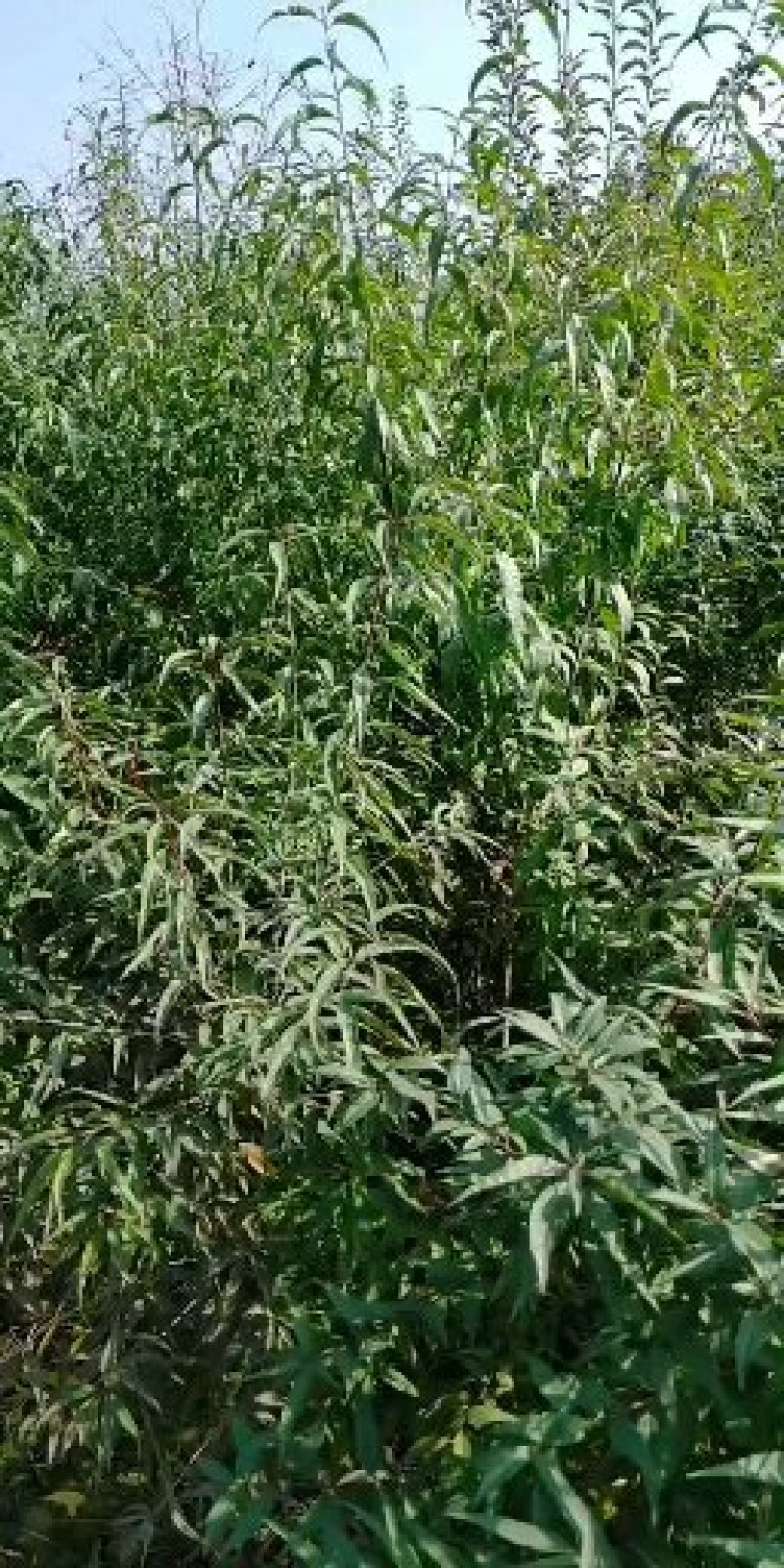巴达木树苗，美国大杏仁树苗