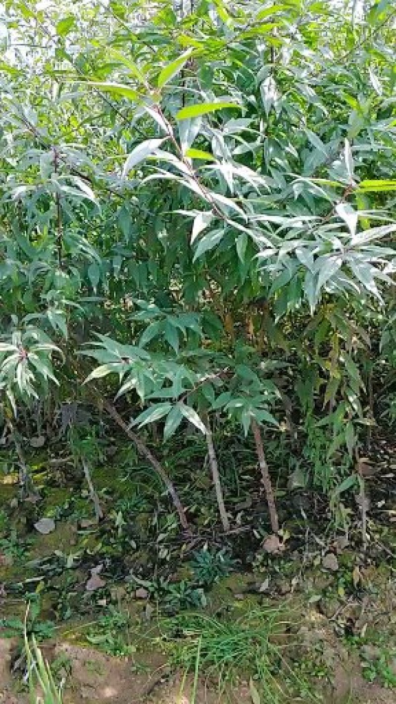 巴达木树苗，美国大杏仁树苗