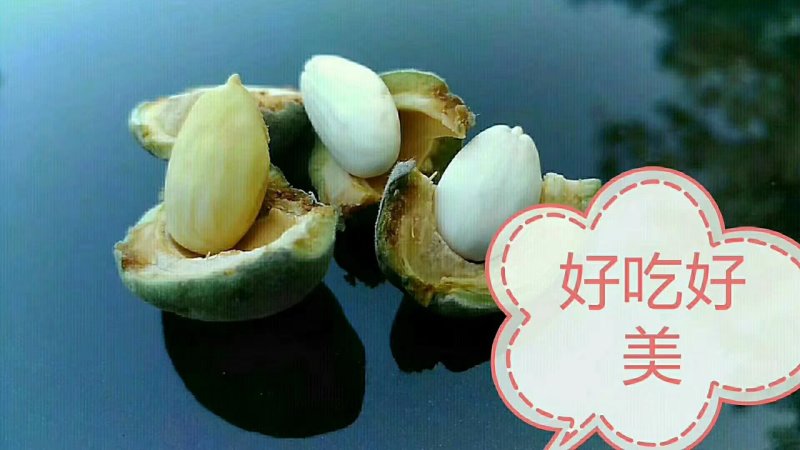 坚果苗，巴达木