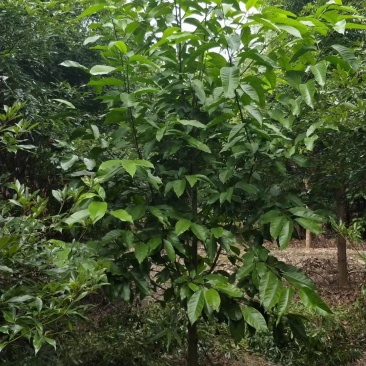 黄角兰，白兰，四川黄角兰基地出售，成都白兰批发价格