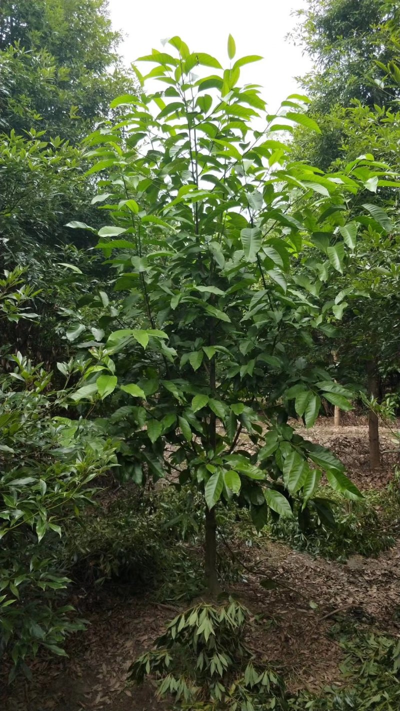 黄角兰，白兰，四川黄角兰基地出售，成都白兰批发价格