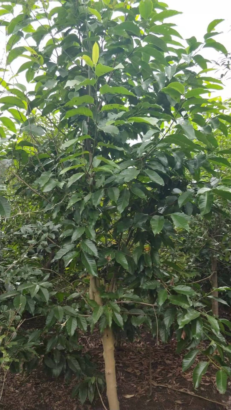 黄角兰，白兰，四川黄角兰基地出售，成都白兰批发价格