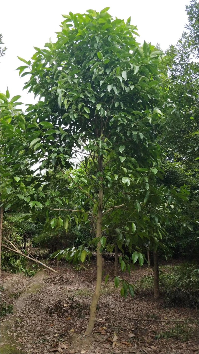 黄角兰，白兰，四川黄角兰基地出售，成都白兰批发价格