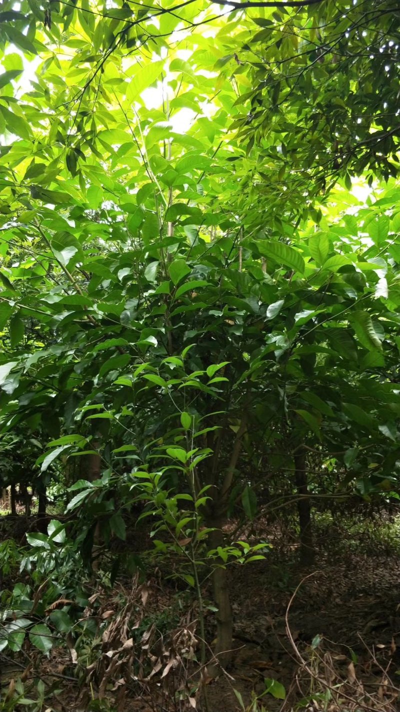 黄角兰，白兰，四川黄角兰基地出售，成都白兰批发价格