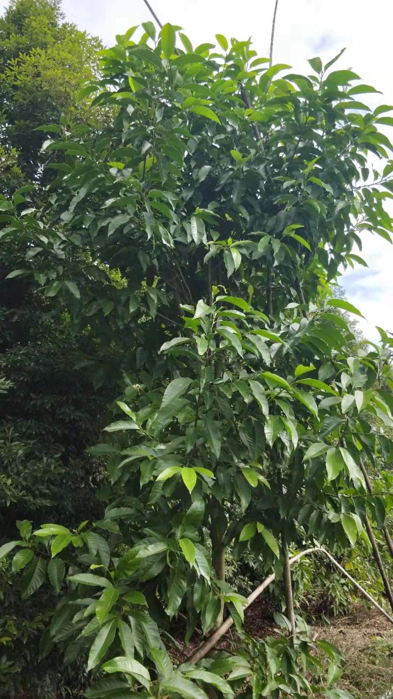 黄角兰，白兰，四川黄角兰基地出售，成都白兰批发价格