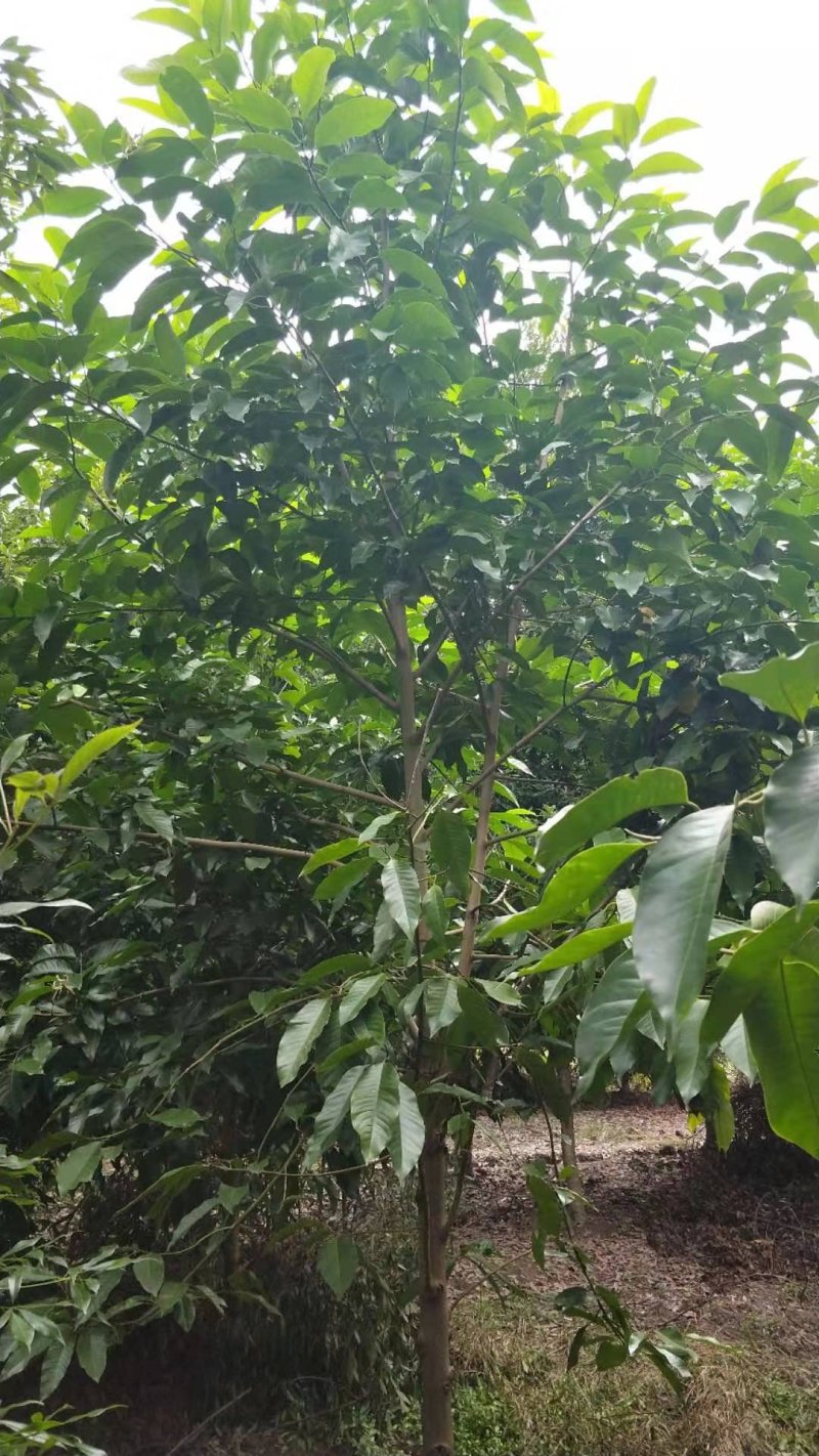 黄角兰，白兰，四川黄角兰基地出售，成都白兰批发价格